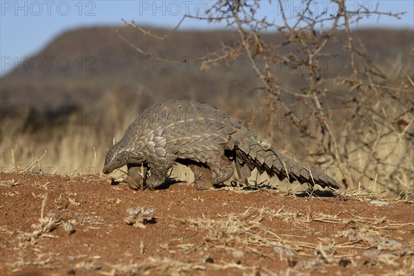 Ground pangolin