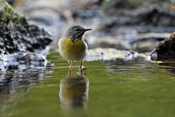 Grey Wagtail