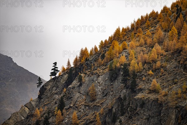 Autumn larch