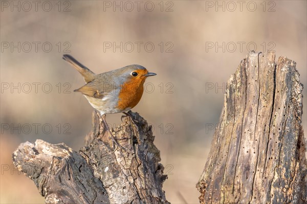 European robin