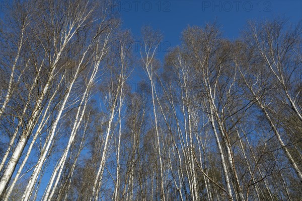 Moor birch