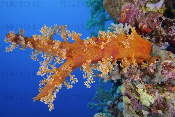 Hemprichs tree coral