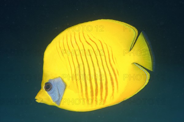 Bluecheek butterflyfish