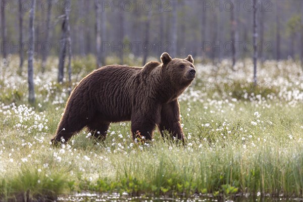 Brown bear