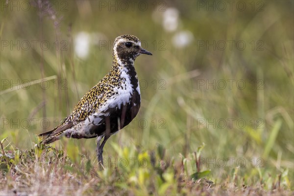 European golden plover