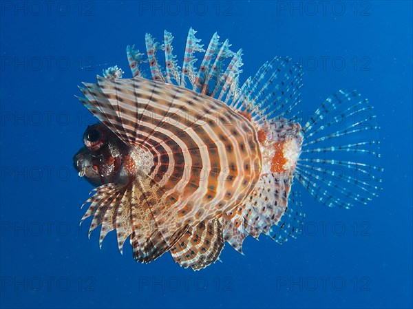 Red Sea dwarf lionfish