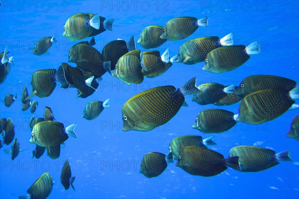 Shoal