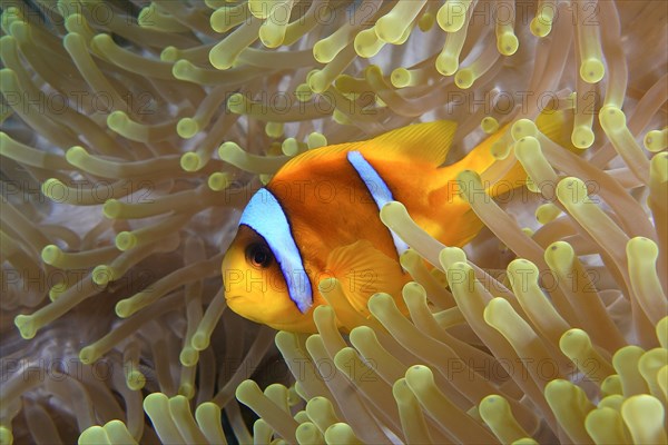 A red sea clownfish