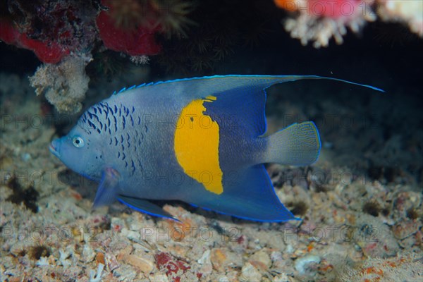 Halfmoon angelfish