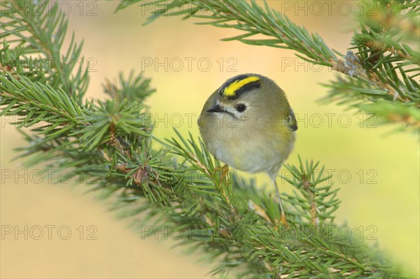 Winter Goldcrest