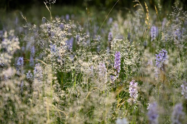 Spotted moorland spotted orchid