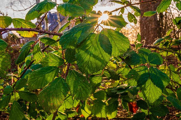 Sun star through the leaves of a blackberry bush