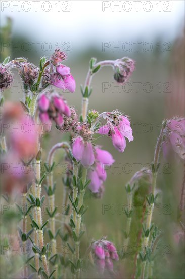 Cross-leaved heath