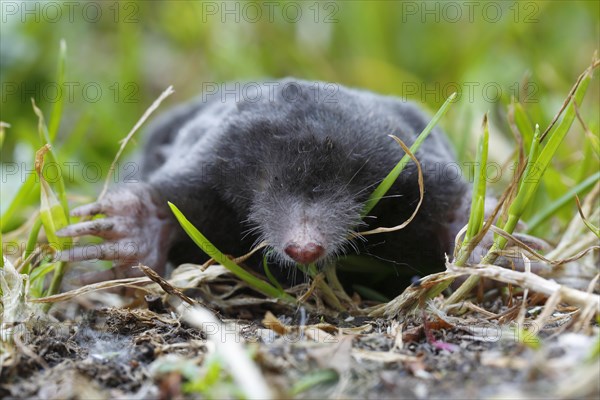 European mole