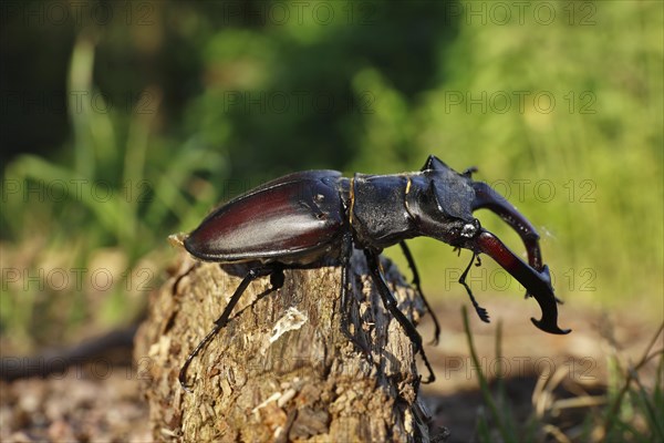 Stag beetle