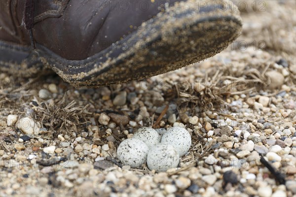 Little Ringed Plover