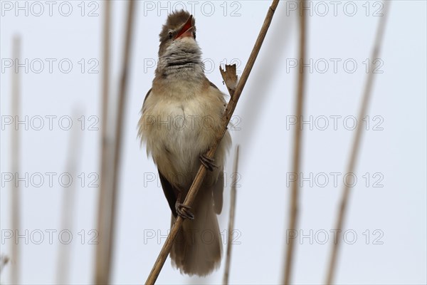 Great reed warbler