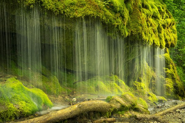 The Dietfurt waterfall with lots of moss in the forest