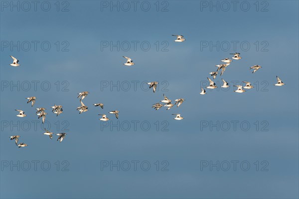 Grey Plover