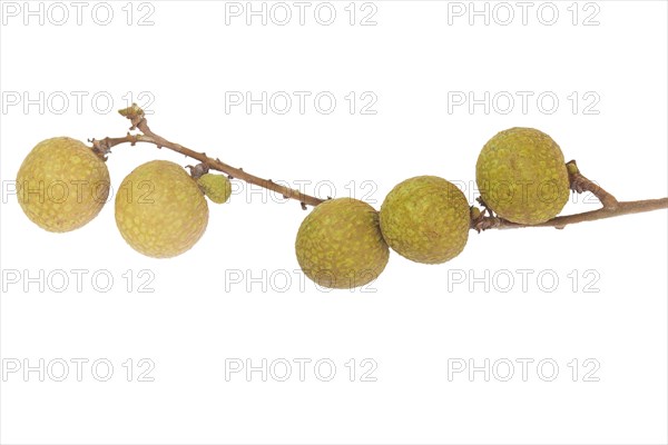 Longan