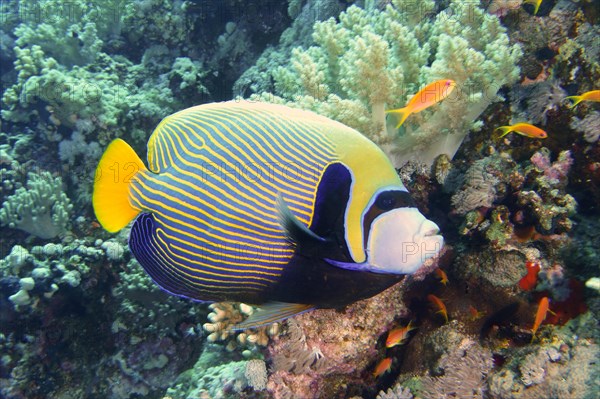 Emperor angelfish