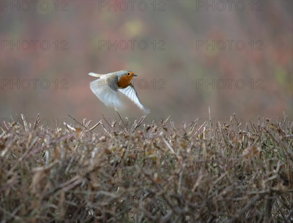 European robin