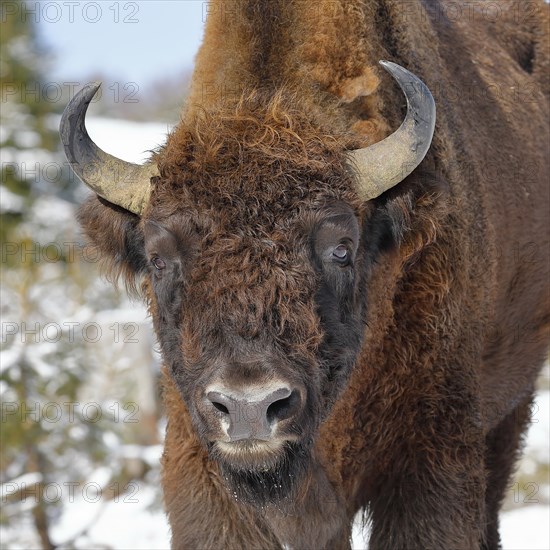 Bison