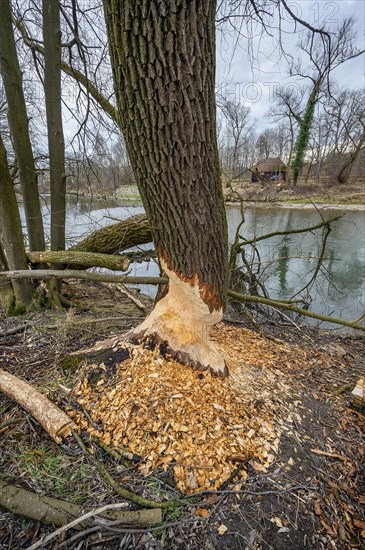 Beaver damage