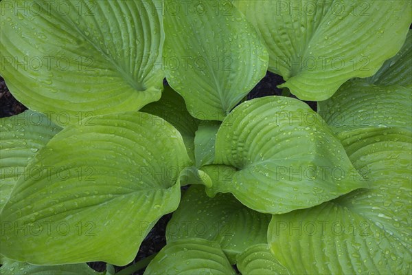 Hosta