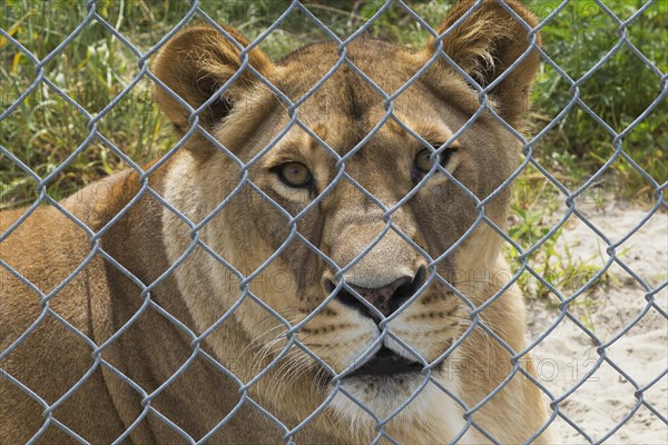 Female Lion