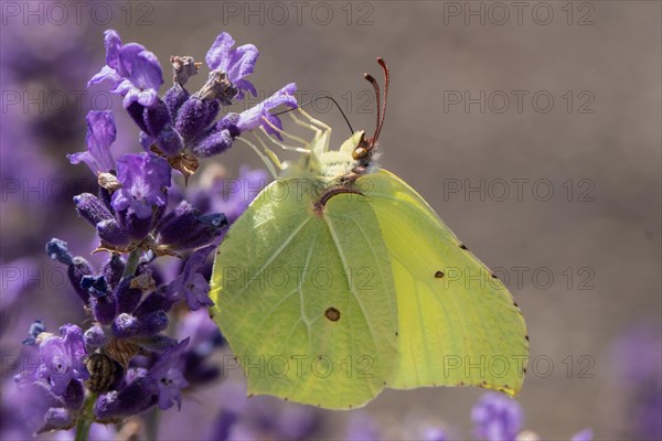 Lemon butterfly butterfly with closed wings hanging on purple flower sucking left looking