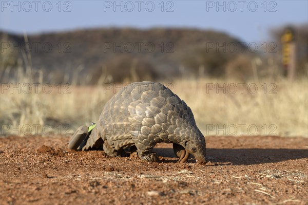 Ground pangolin