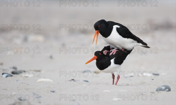 Eurasian oystercatcher