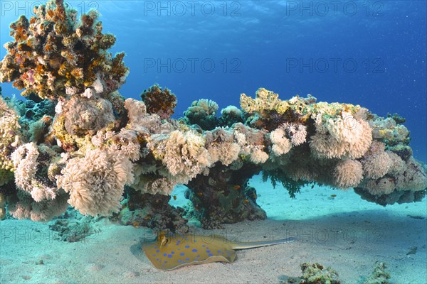 Bluespotted ribbontail ray