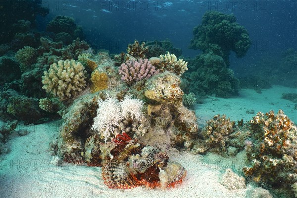 Tassled scorpionfish