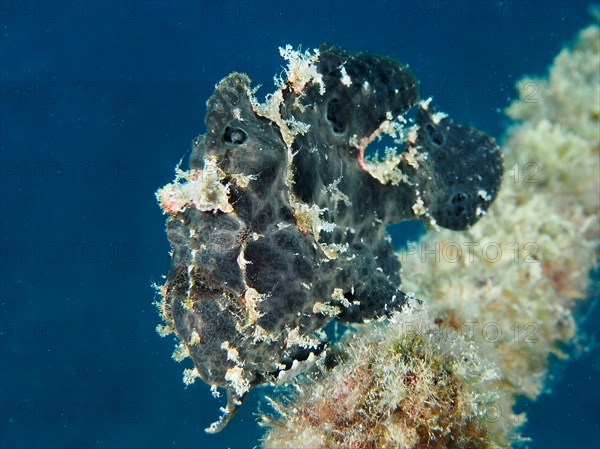 Giant frogfish