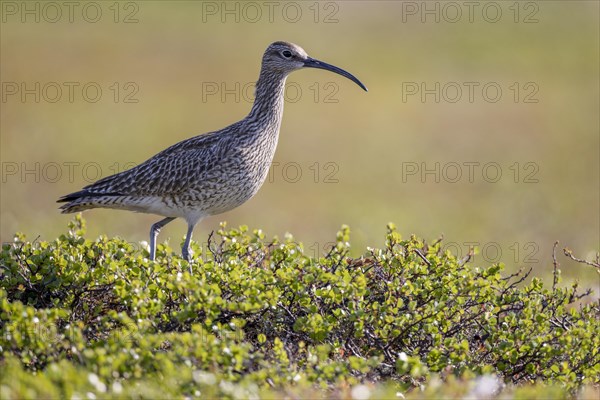 Whimbrel