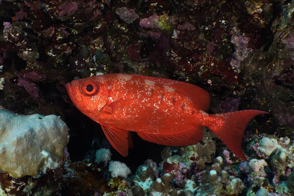 Common bigeye