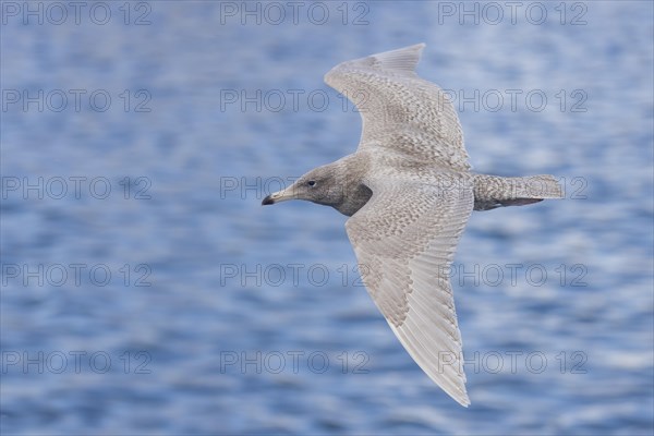 Glaucous Gull