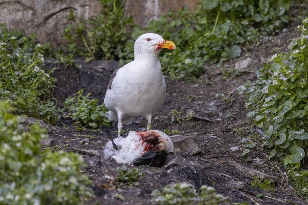 Great black-backed gull