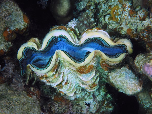 Maxima clam