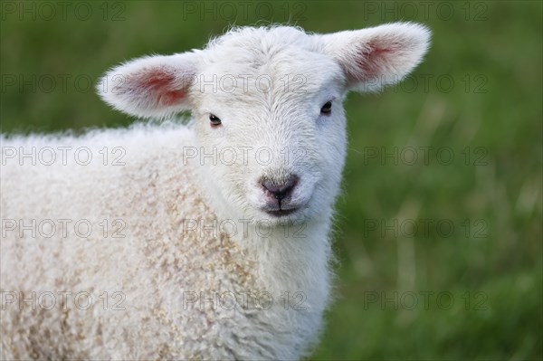 Domestic sheep