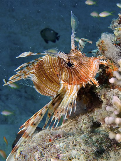 Pacific red lionfish