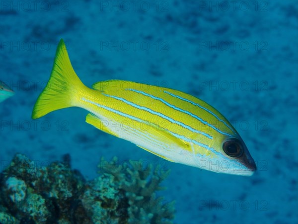 Bluestripe snapper