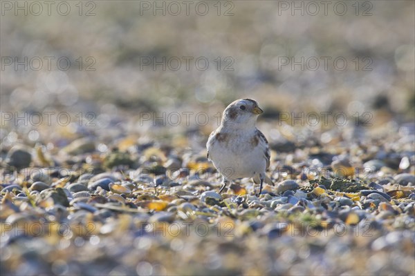 White-winged snowfinch