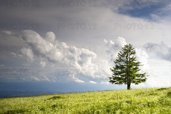 A flower meadow and a coniferous tree