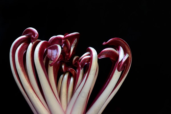 Radicchio