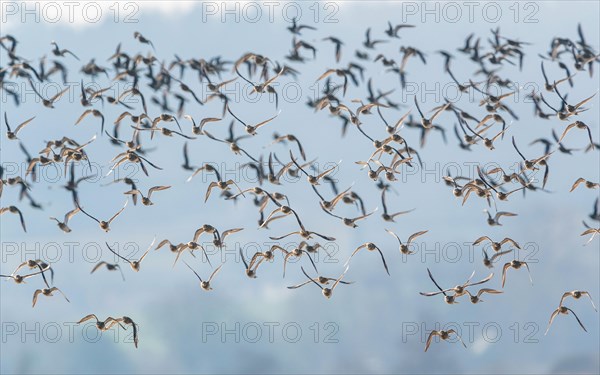 Grey Plover