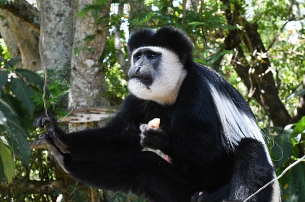 Mantled guereza