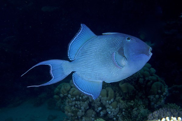 Blue triggerfish